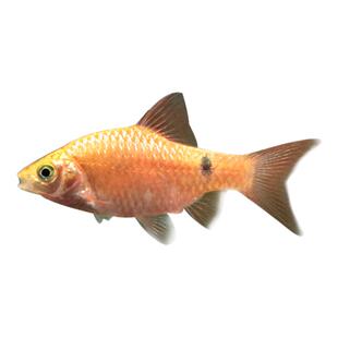 金元宝鱼玫瑰鲫鱼群体观赏鱼易饲养耐活耐低温闯缸群游观赏草缸鱼