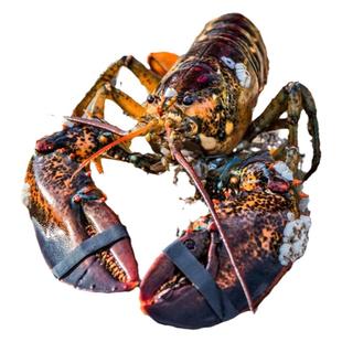 波士顿龙虾鲜活生冻波龙虾海鲜澳洲特大冷冻大龙虾3-15斤顺丰包邮