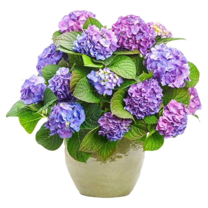 重瓣大花无尽夏绣球老桩花苗盆栽阳台室内外庭院八仙花卉浓香植物