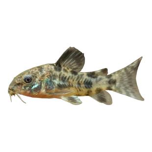 花椒老鼠鱼金苔鼠琵琶白鼠咖啡熊猫珍珠豹纹鼠底栖除藻清洁工具鱼