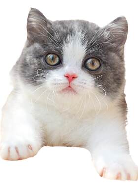 纯种英短蓝白幼猫活体血统宠物猫咪深圳注册猫舍英国短毛矮脚小猫