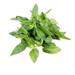 新鲜罗勒叶500g 西餐蔬菜可食用披萨意大利面香料青酱调料