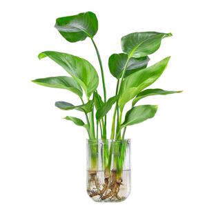 天堂鸟水培植物花卉树苗盆栽室内开花客厅绿植鹤望兰四季好养活