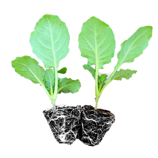 有机西兰花苗秧苗花椰菜苗青梗松花菜苗甘蓝苗秋冬春季蔬菜苗种子