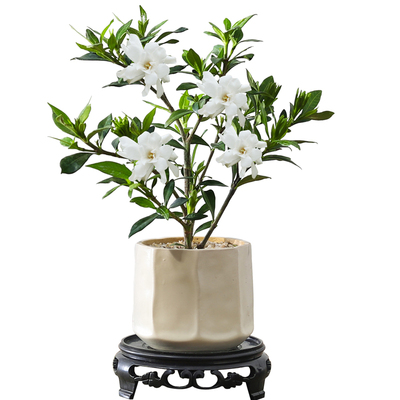 小叶栀子花四季盆栽绿植