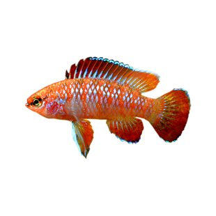 热带鱼火焰变色鱼淡水鱼小型鱼迷你灯科鱼火焰龙鱼好养活体观赏鱼