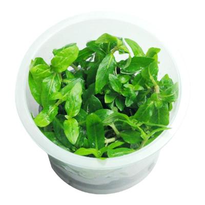 柱花无菌水草鱼缸植物造景阴性