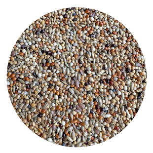 七彩文鸟 芙蓉鸟 金丝雀鸟 珍珠鸟芙蓉鸟玉鸟食混合鸟食鸟粮饲料