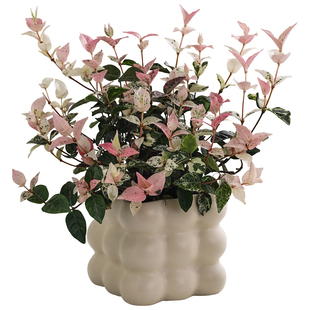 花叶络石盆栽绿萝吊兰四季五彩花卉阳台常春藤爬藤绿植物庭院垂吊