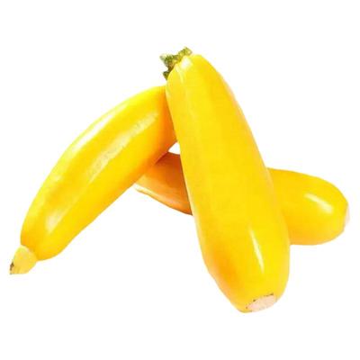 香蕉西葫芦种子圆形四季南方