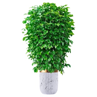 幸福树客厅盆栽大型绿植室内平安树老桩吸绿宝甲醛小叶丛生树苗禄