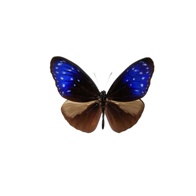 昆虫标本蝴蝶标本展蝴蝶