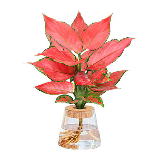 如意吉利红水培如意皇后盆栽办公室内桌面水养绿植万年红好养花卉
