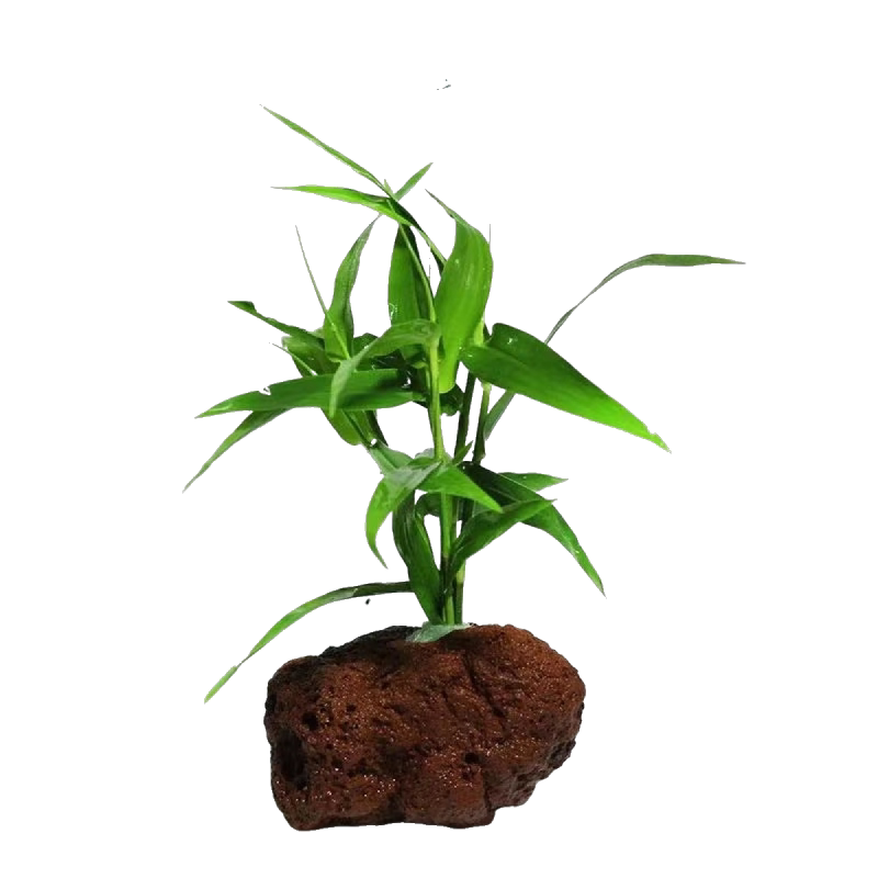 鱼缸水草植物真草造景套餐蜈蚣阴性增氧趴地珍珠莫斯懒人水榕沉木