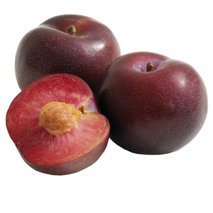 天狼 李子树 庭院花园喜光新手易养护可食用果树果苗桃形李蜂糖李