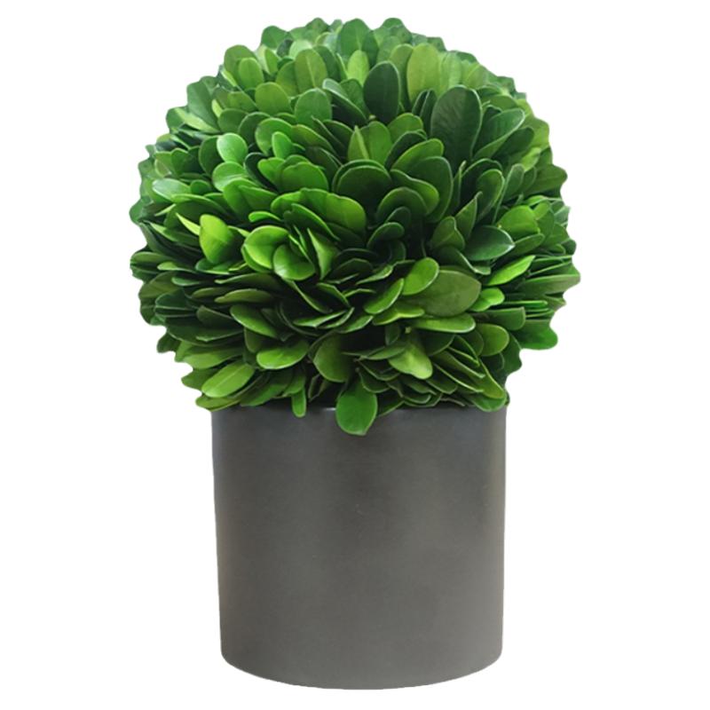 馨颜植永生绿植五年不枯萎