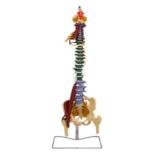 人体骨架腰椎1:1仿真脊柱解剖可弯曲 医学神经骨骼教学脊椎骨模型