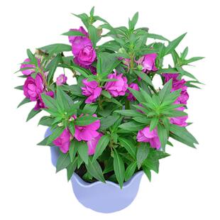 重瓣凤仙花种籽庭院花种子四季播种开花室内外花籽阳台指甲花种孑