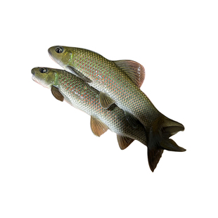 青龙棒鱼苗淡水养殖食用沉香鱼原生溪流鱼华鲮鱼油棒子冷水观赏鱼