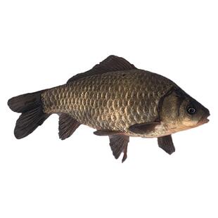 微山湖原生态鲜活大鲫鱼淡水新鲜小土鲫鱼鲫瓜子炖汤下奶滋补河鲫