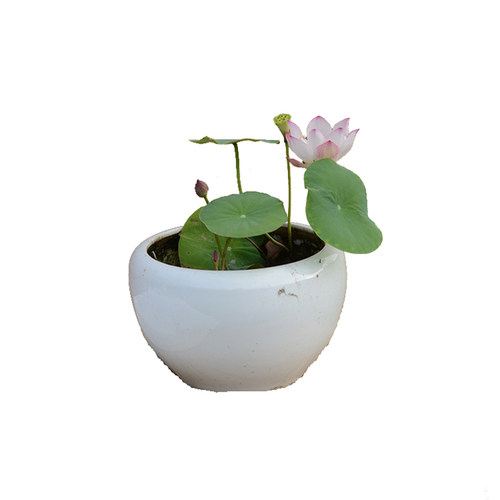 【小铃▪倾绝】碗莲乌托邦中小微型阳台盆栽水生花卉观赏荷花种藕