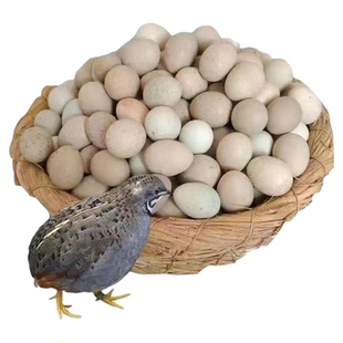 芦丁鸡受精蛋可孵化礼服家用黑白色迷你德系瓦灰宠物小鸡蛋受精卵