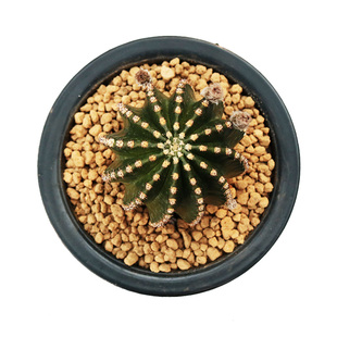 大颗黑金刚仙人球开花机器易养活仙人柱室内阳台庭院盆栽大花美观