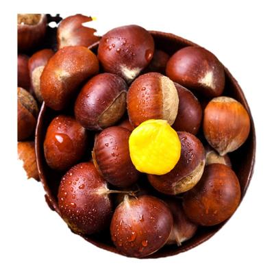2025正宗新鲜生现摘丹东板栗5斤栗子锥去毛球油栗仁蔬包邮整箱