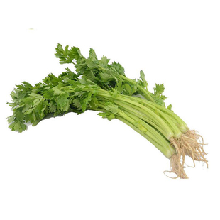 美国西芹文图拉芹菜种子种籽苗耐寒籽种高产菜籽冬季菜种蔬菜孑莱