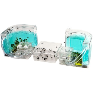 2国PK版蚂蚁工坊宠物 蚂蚁城堡家园农场宫殿2窝产卵蚁后活物观察