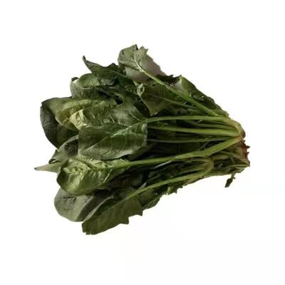 山东新鲜菠菜矮脚红根笨菠菜现摘当季青菜叶火锅食材蔬菜