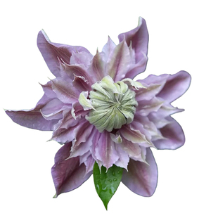 景福春约瑟芬铁线莲经典早花大花型四季开花耐寒好养阳台爬藤植物