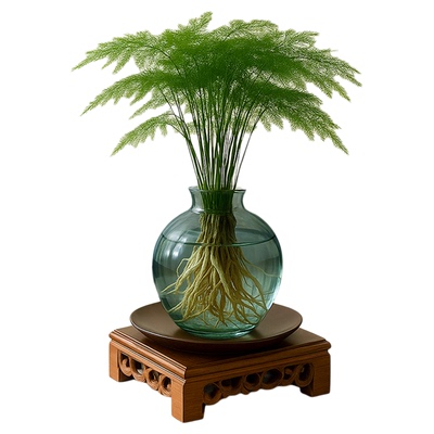 文竹小盆栽水培植物办公室内