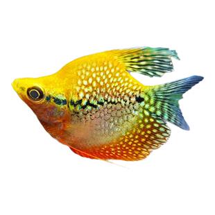 黄金马甲球鱼蓝曼龙球五彩珍珠马甲球鱼草缸小型热带观赏鱼丝足鱼
