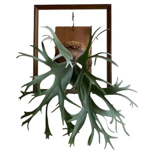 鹿角蕨板植挂板二岐鹿角蕨挂墙绿植苔藓蕨类植物盆栽水培垂吊壁挂