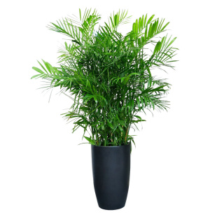 深圳夏威夷竹子盆栽散尾葵大型绿植盆栽室内盆景夏威夷椰子树