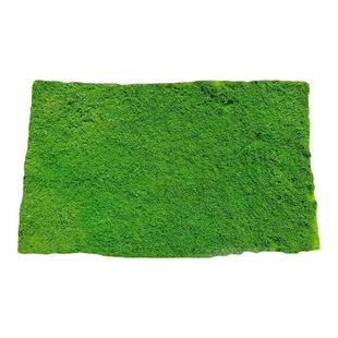 永生苔藓白发藓大灰藓植物墙室内墙面软装工程墙铺面造景仿真青苔