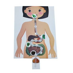 科技小制作幼儿园手工材料diy早教益智生物玩具食物消化系统模型
