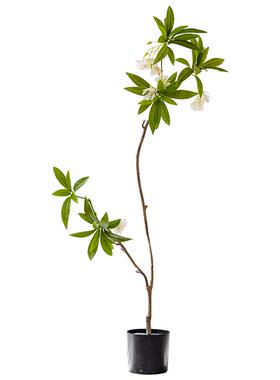 水石榕仿真绿植大型仿生植物掬熙