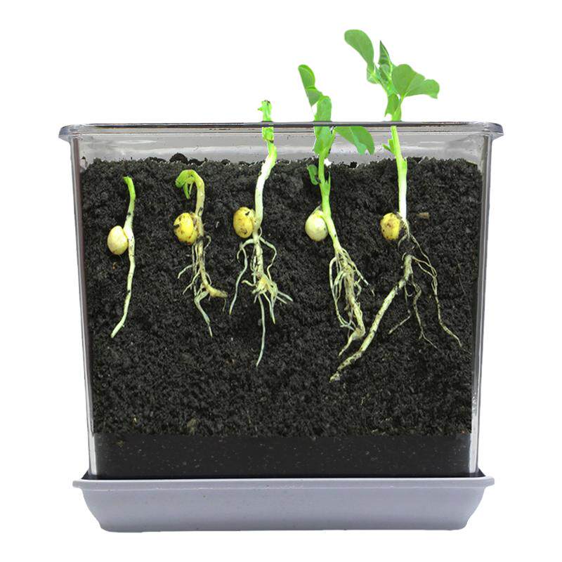小盆栽小学生观察种子发芽植物