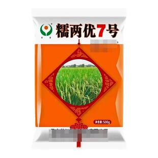 长粒型糯谷水稻种子晚稻糯两优7号国标三级米产量高耐热性强1斤装