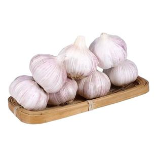 2025金乡紫皮大蒜种新干货正宗山东紫白皮大蒜头籽便宜