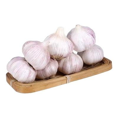 2025金乡紫皮大蒜种新干货正宗山东紫白皮大蒜头籽便宜