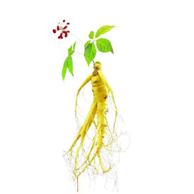 正品长白山山区野人参种子