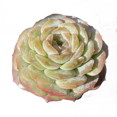 无肉不欢纯爱多肉植物小型种