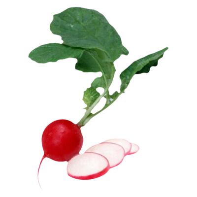 樱桃萝卜种子水果萝卜盆栽菜四季