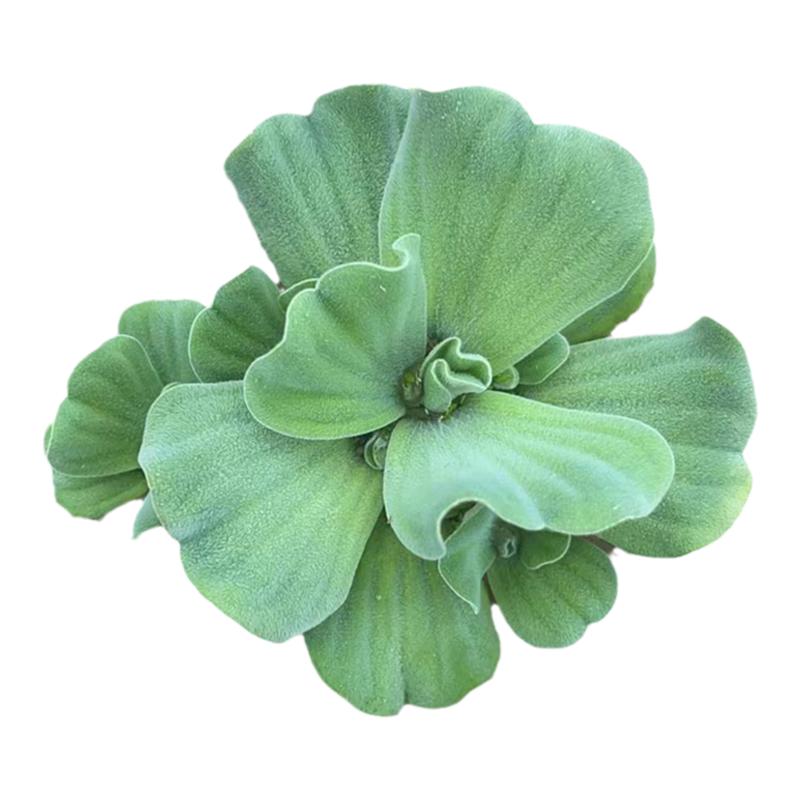 水葫芦水芙蓉浮萍狐尾草净化水质