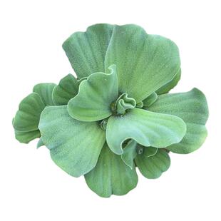 水葫芦水芙蓉水浮莲浮萍水生植物客厅池塘造景庭院公园绿化养鱼虾