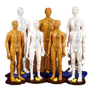 华佗牌针灸穴位人体模型可扎针经络全身大图小铜人练习模特仿真人