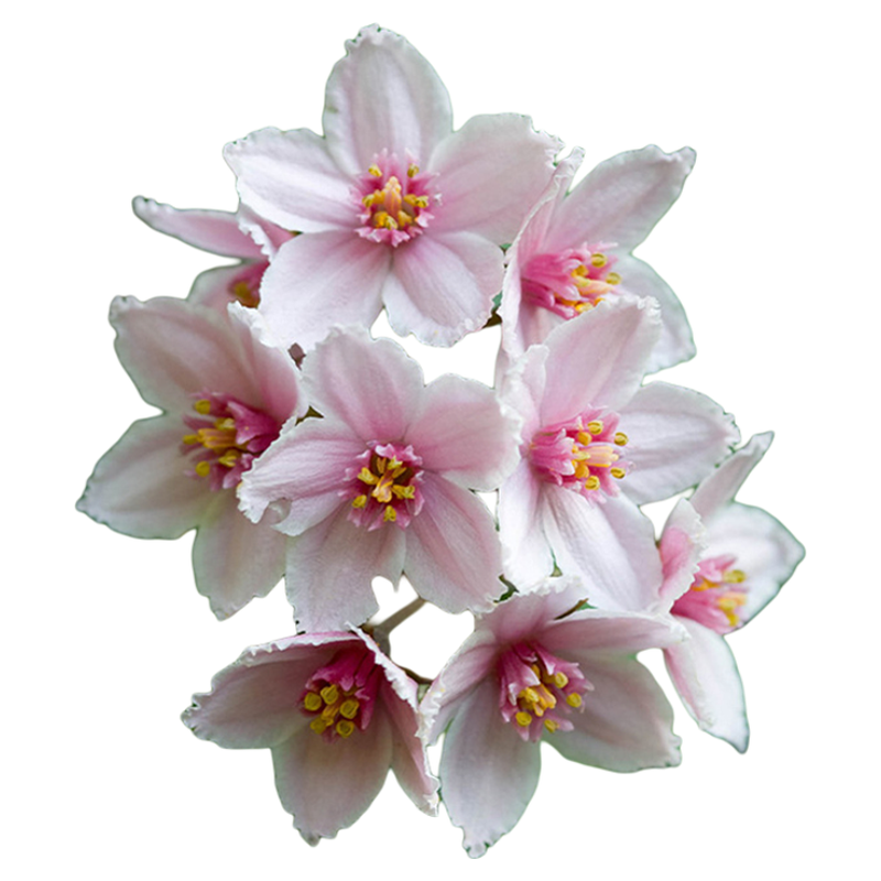 虹越溲疏夏樱花盆栽小苗树莓圣代玫瑰山峰庭院花园多年生花灌木苗